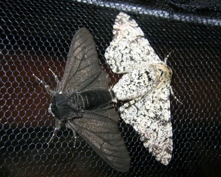 Русия създава колонии от молци, които унищожават пластмасата