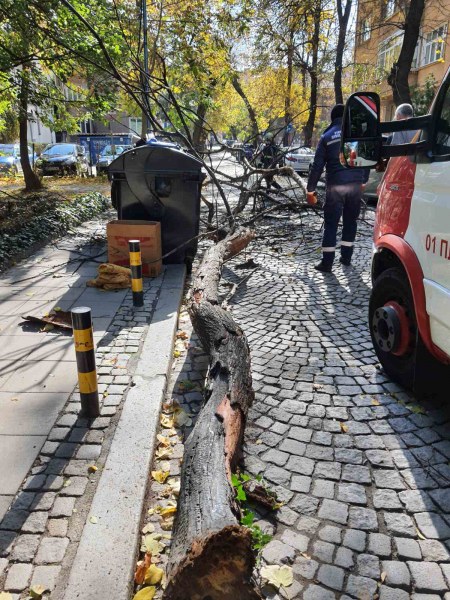 На косъм от инцидент: Дърво се стовари до пловдивчанин