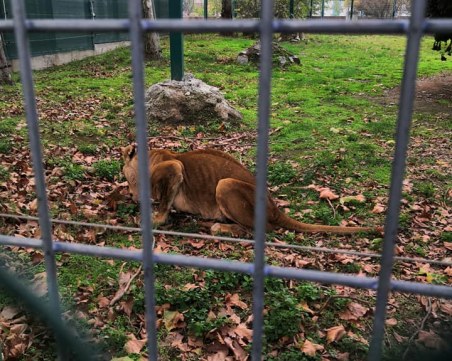 Лъвицата Рая вехне от мъка в пазарджишкия зоопарк, остана без Хектор