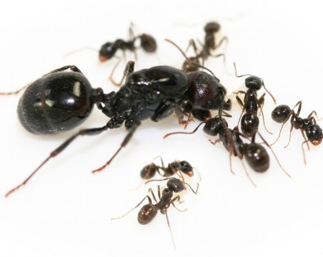 Мравуняк с екзотичен вид мравки в музей в Пловдив