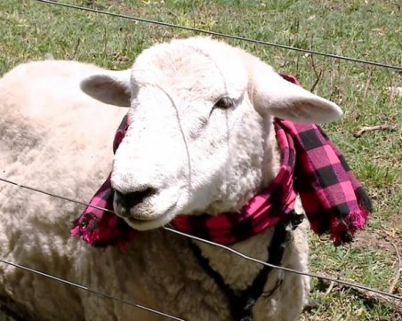 Овен стана звезда на Тик Ток в Аржентина