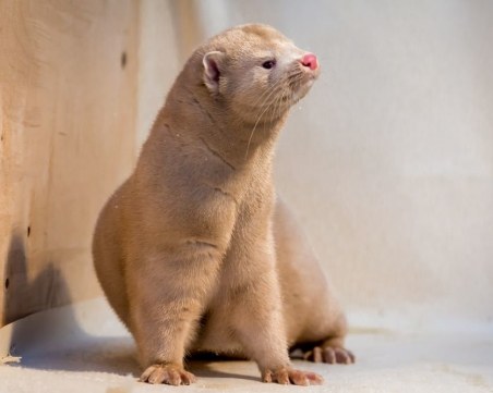 В Дания убиват всички норки, заради мутирала инфекция от вируса