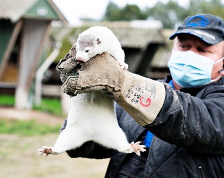 Официално: Дания потвърди предаването на К-19 от норки на хора