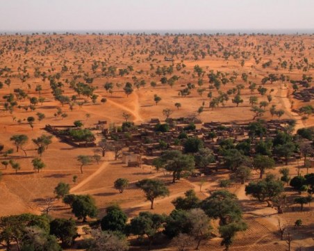 Стотици милиони дървета откриха в Сахара