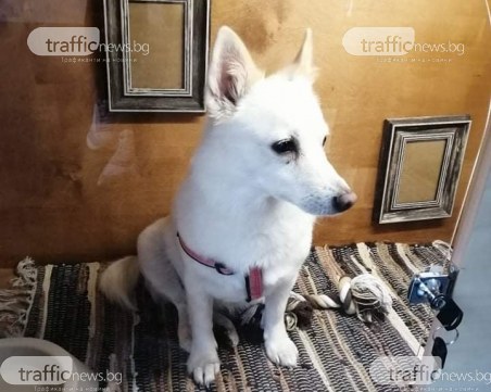 Поли се загуби в Тракия, виждали ли сте я ОБНОВЕНА*