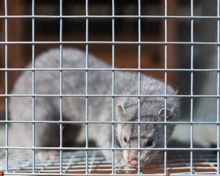 Великобритания връща пристигащите от Дания