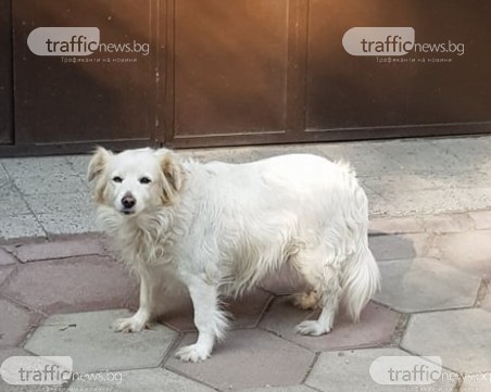 Куче се загуби до Гребната! Търси се собственикът му ОБНОВЕНА*