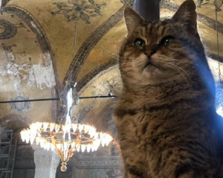 Почина котето Гли, един от символите на 