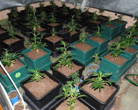 Разбиха поредната нарколаборатория пълна с марихуана