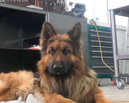 Виждали сте Арес? Изгубил се е в района на 