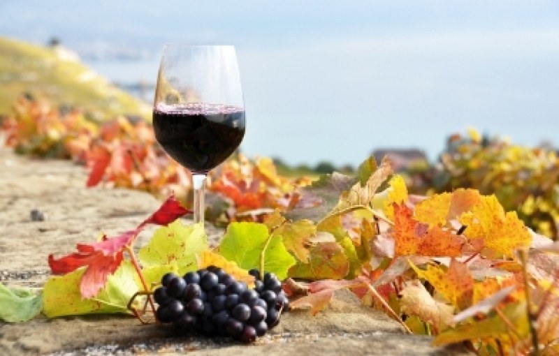 Ноември ще бъде вино - започва фестивалът на напитката на Боговете