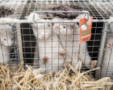 15 000 норки в САЩ са умрели от коронавирус