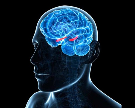 Невролози: В мозъка няма часовник, как тогава разбираме времето?