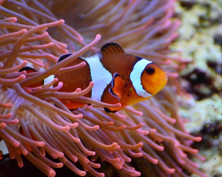 Празник за деца в Природонаучния музей през уикенда