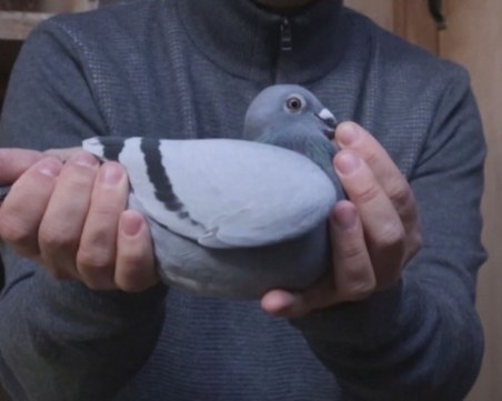 Рекордна цена: 1,3 млн. евро за пощенски гълъб на търг в Белгия