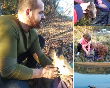 След часове борба: Добри хора спасиха сърна, затънала в язовир