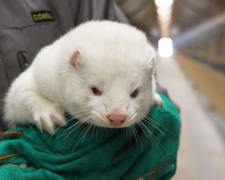 След Дания и в Гърция: Убиват норки в поне една ферма заради коронавирус