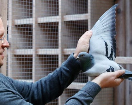 Белгийски състезателен гълъб достигна рекордна цена от 1,6 милиона евро