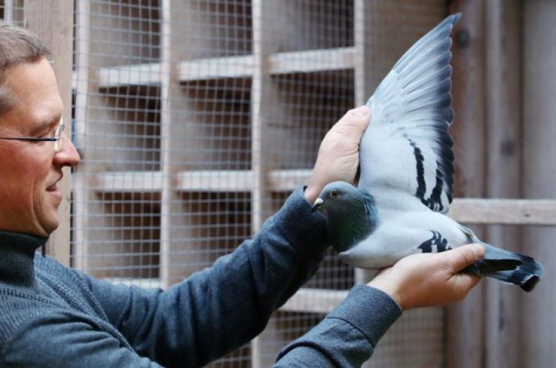 Белгийски състезателен гълъб достигна рекордна цена от 1,6 милиона евро