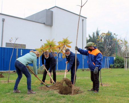 35 нови дръвчета в район 
