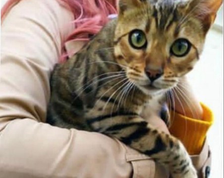 Бенгалски котарак е изгубен в Стария град Пловдив