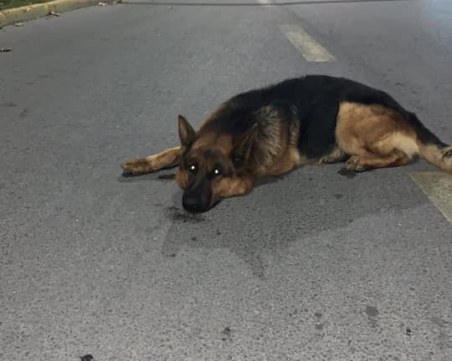 Немска овчарка безпомощна до 