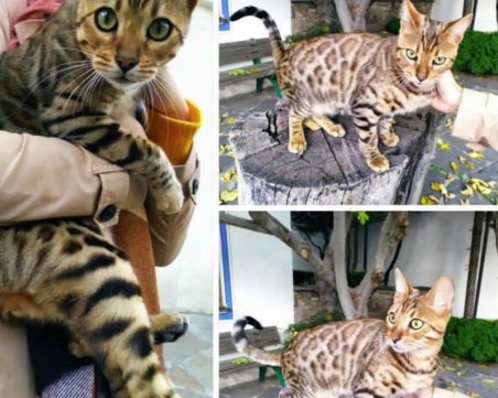 Няма следа от котарака Кайн, изгубил се в Стария град на Пловдив