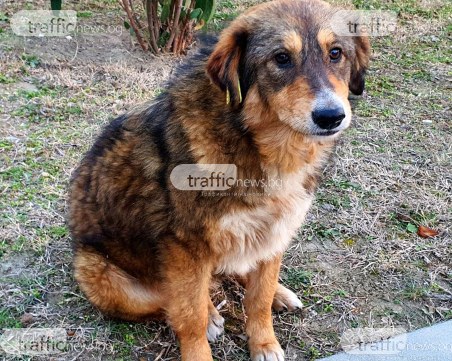 Граждани и организации ще могат да се грижат за бездомни кучета официално