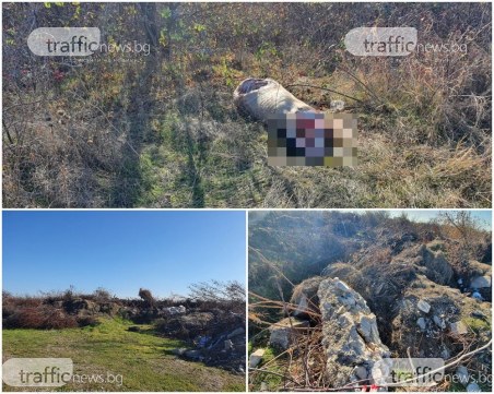 Зловещо: Пловдивчанин намери гробище за добитък – разчленено прасе и телета сеят зарази