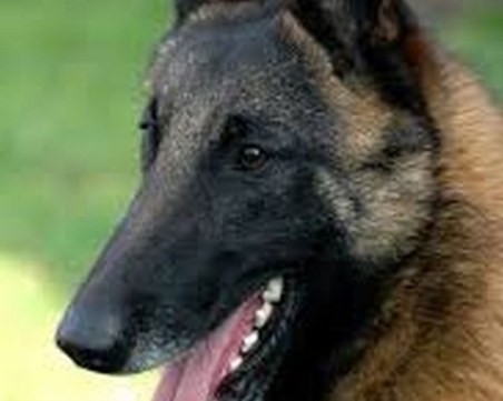 Пет овчарки нападнаха жена край Асеновград