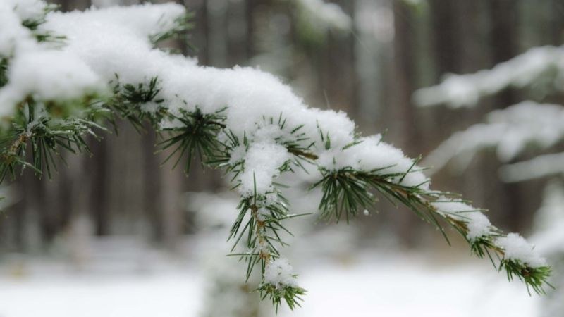 Прогноза за декември: Ще има ли сняг за Коледа?