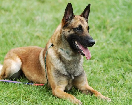 Белгийските овчарки край Асеновград били в частен имот, не нападнали жената