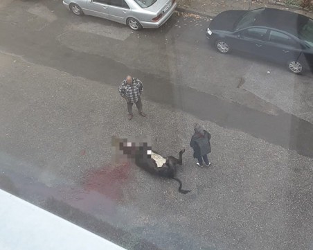 Мъж закла крава в средата на улица пред жилищен блок