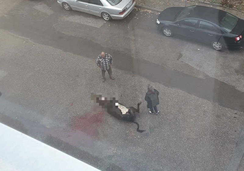 Мъж закла крава в средата на улица пред жилищен блок