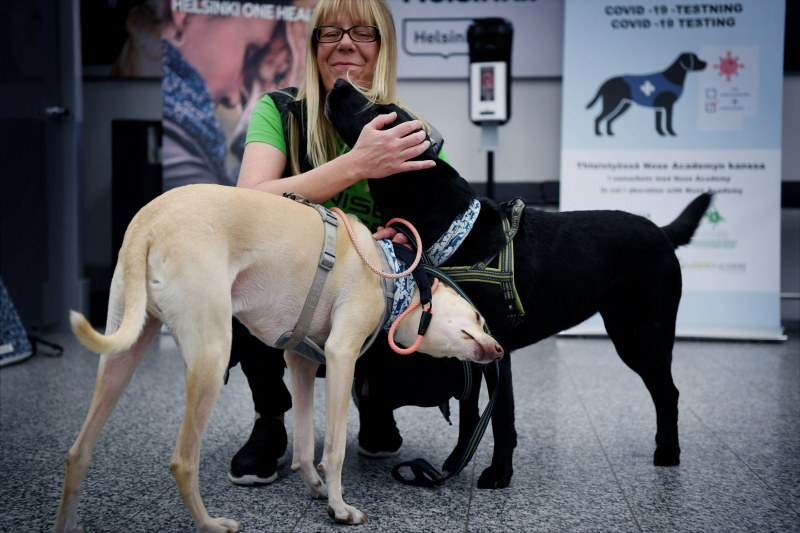 Обучени кучета стават по-успешни детектори на Covid-19 от разпространените методи