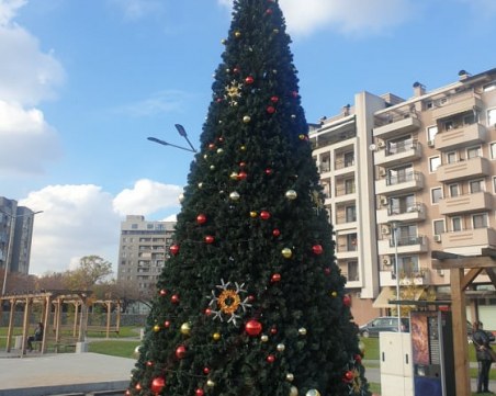 Коледното дърво в Тракия грейва утре