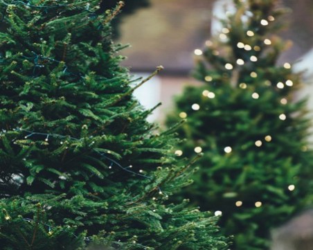 Жива или изкуствена елха? Това е въпросът!