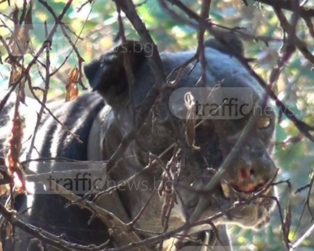 Нови 30 питбула в имот на бившия полицай Иван Иванов, замесен в незаконни боеве
