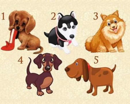 Намислете си желание, изберете куче и разберете дали то ще се сбъдне