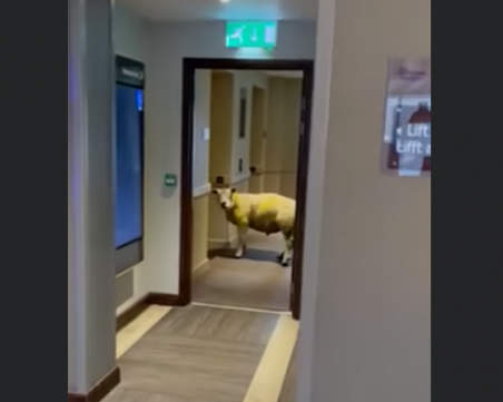 Овца се разходи из хотел, чака асансьора