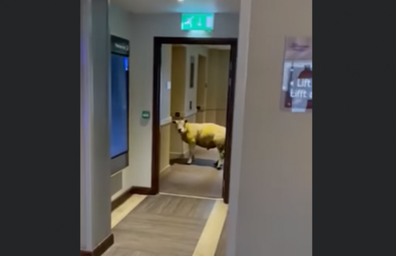Овца се разходи из хотел, чака асансьора