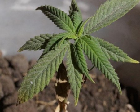 Долната камара одобри легализирането на марихуаната в САЩ