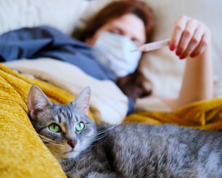 Първи случай на котка, заразена с коронавирус, е открита в Швейцария