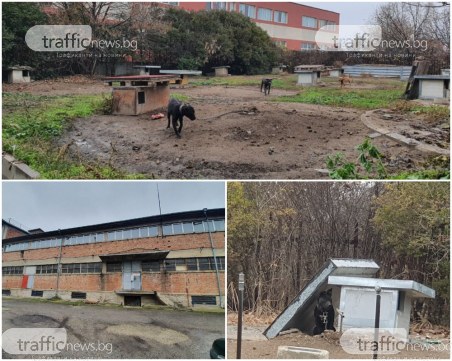 Развъдникът за питбули на Иван Иванов -  какво се случва зад оградата?