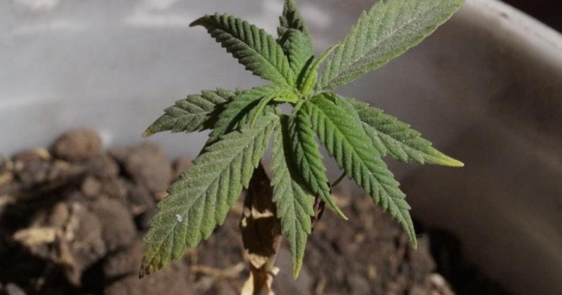 Долната камара одобри легализирането на марихуаната в САЩ