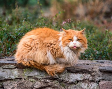 Почина котаракът Рижко Веждирашидов - талисманът на Стария Пловдив