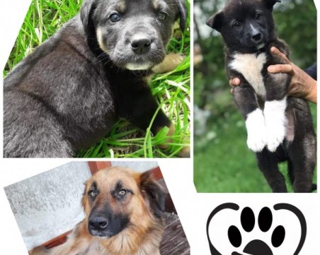 Коледен онлайн базар помага на животните без дом в Асеновград