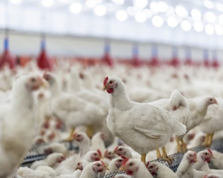 Ново огнище на птичи грип е открито в Япония