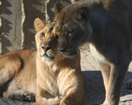 Четири лъва в зоопарка в Барселона са положителни на коронавирус