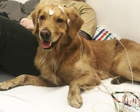 Нашите четириноги приятели не разбират всяка дума, която им кажете